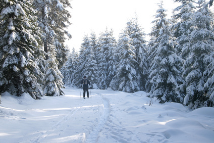  Private Unfallversicherung für Wintersportler enorm wichtig - Harz, Winter, Ski, Langlauf, Schnee, Tannen.
