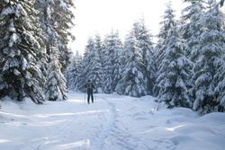  Private Unfallversicherung für Wintersportler enorm wichtig - Harz, Winter, Ski, Langlauf, Schnee, Tannen.